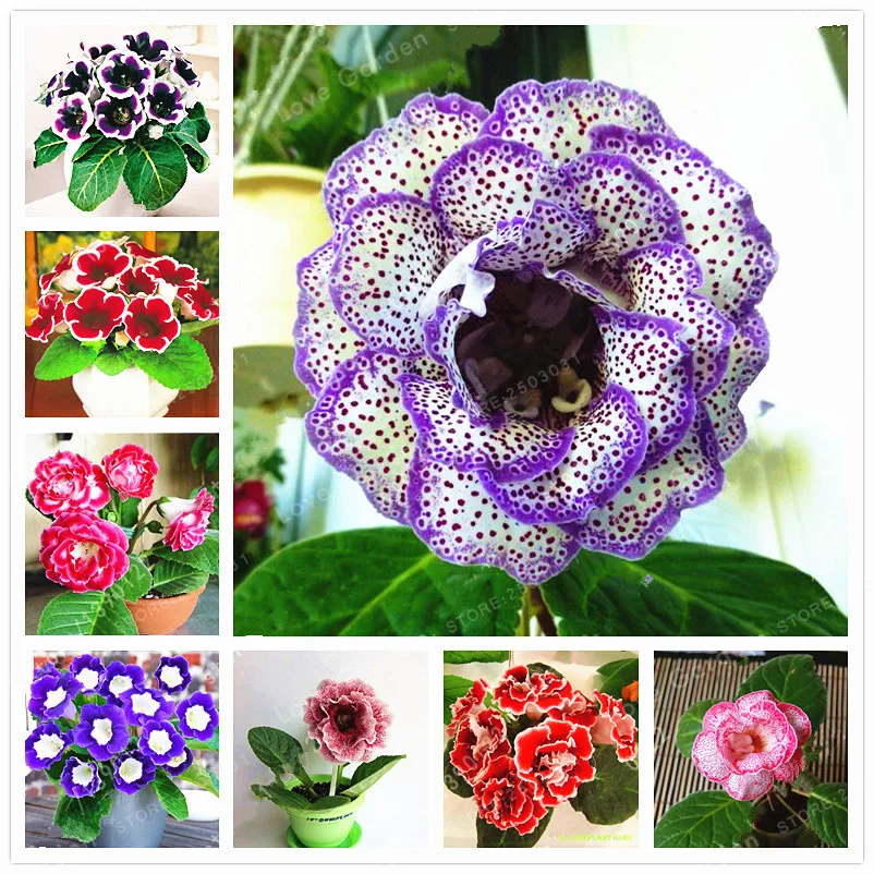 100 Pcs/Bag Rare Real Sinningia Speciosa plant Beautiful Bonsai Gloxinia Flower plant Potted Gloxinia Plant For Home Garden
100 Pcs/Bag Rare Real Sinningia Speciosa plant Beautiful Bonsai Gloxinia Flower plant Potted Gloxinia Plant For Home Garden