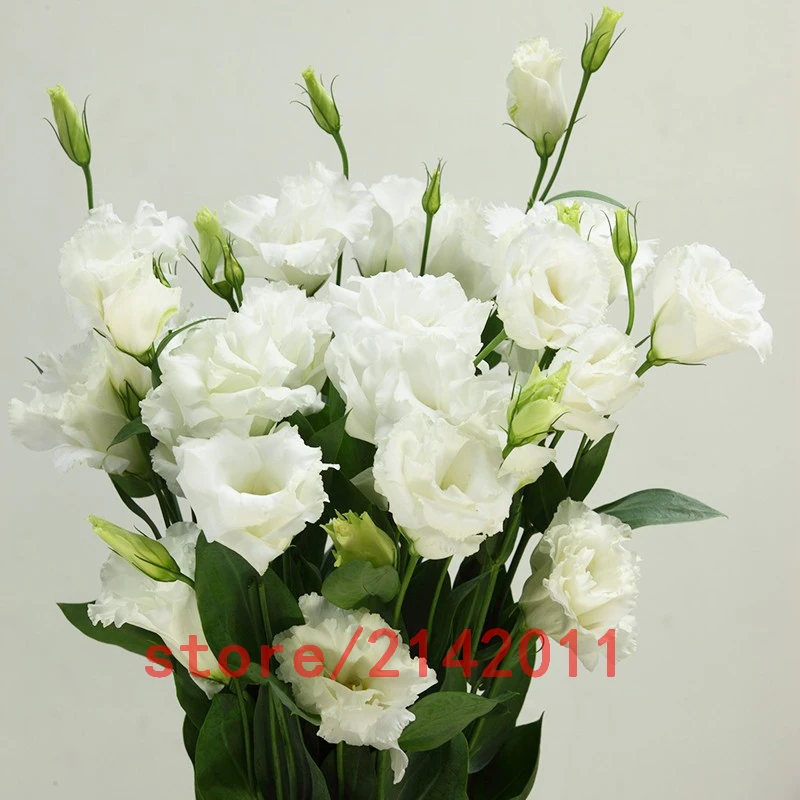 White Eustoma plants Perennial flowering plants balcony potted flower bonsai lisianthus for DIY Home & Garden
White Eustoma plants Perennial flowering plants balcony potted flower bonsai lisianthus for DIY Home & Garden