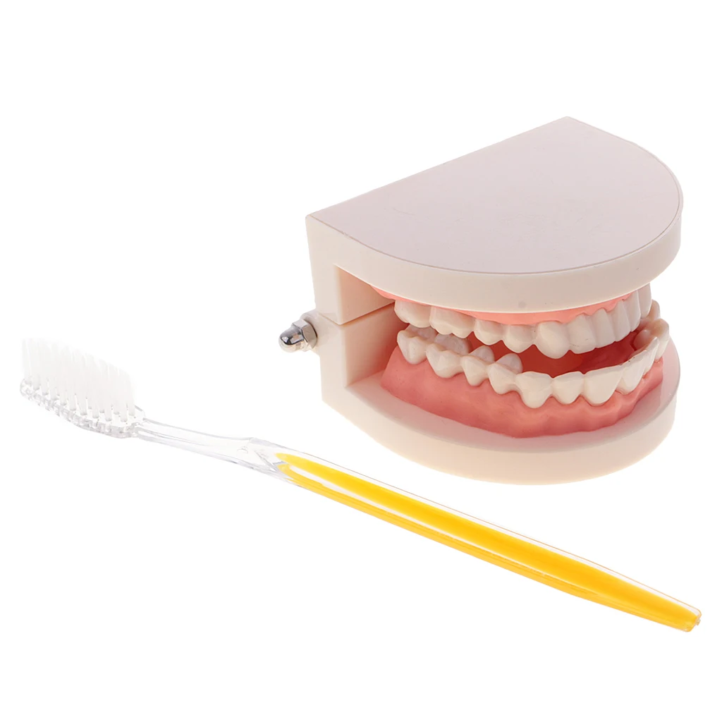 2 Sets 1:1 Human Mouth Teeth Model with Toothbrush School Teaching Learning Lab Ornament