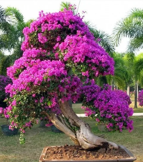 10pcs Mix-color Bougainvillea Spectabilis Willd bonsai Bonsai Flower Plant bonsai
10pcs Mix-color Bougainvillea Spectabilis Willd bonsai Bonsai Flower Plant bonsai