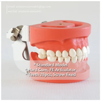DH/13002, Movable 28pcs Teeth Hard Gum Screw Fix Standard Dental Model, Dental Clinic
DH/13002, Movable 28pcs Teeth Hard Gum Screw Fix Standard Dental Model, Dental Clinic