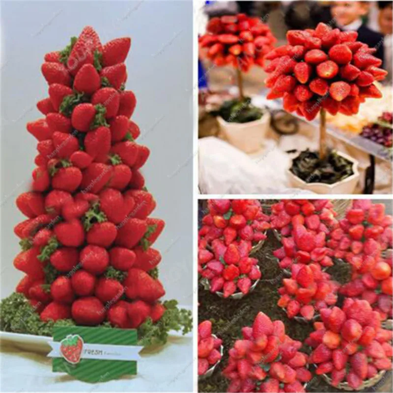 300 pcs Rare Strawberry bonsai Outdoor Strawberry Tree Organic Fruit plants Bonsai Planting Home Garden Multi-Color To Choose
300 pcs Rare Strawberry bonsai Outdoor Strawberry Tree Organic Fruit plants Bonsai Planting Home Garden Multi-Color To Choose