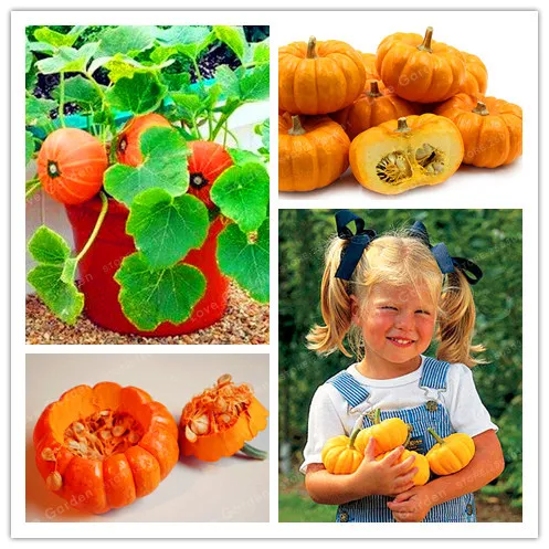 10Pcs /Bag Rare Mini Pumpkin plant ,Bonsai Organic Fruit Vegetable bonsai ,Farm Plants bonsai For Home Garden
10Pcs /Bag Rare Mini Pumpkin plant ,Bonsai Organic Fruit Vegetable bonsai ,Farm Plants bonsai For Home Garden