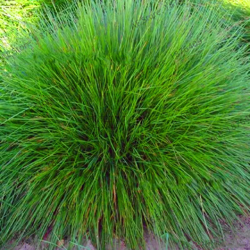 New 2018!100 Pcs/Bag Blue Fescue Grass bonsai (Festuca Glauca)Perennial Hardy Ornamental Grass So Easy To Grow,#JH55KT
New 2018!100 Pcs/Bag Blue Fescue Grass bonsai (Festuca Glauca)Perennial Hardy Ornamental Grass So Easy To Grow,#JH55KT