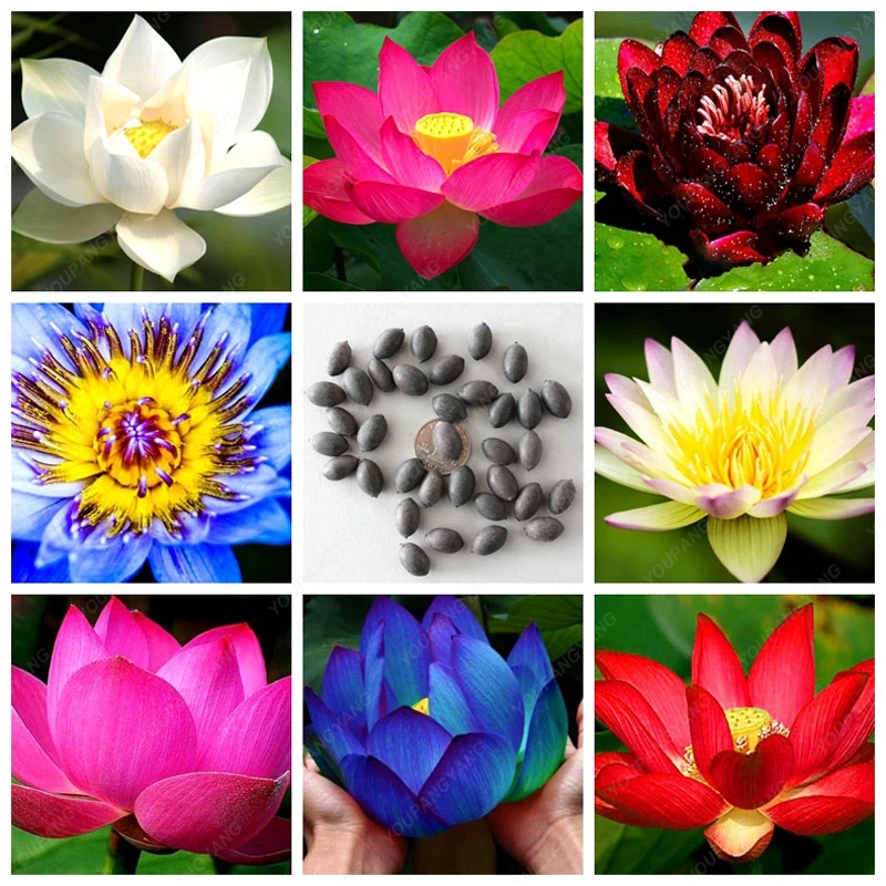 10 pcs Aquatic bonsai bowl lotus Water Lilies flower lotus plants 100% genuine rainbow planting for home garden
10 pcs Aquatic bonsai bowl lotus Water Lilies flower lotus plants 100% genuine rainbow planting for home garden