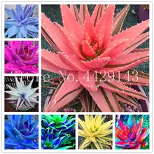 ขายใหญ่! 100 ชิ้น/ถุง Exotic Aloe vera flores, ประดับ, (China)