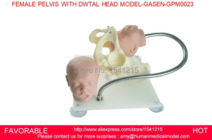 MIDWIFERY TEACHING MODEL, BIRTH DEMONSTRATION MODEL, PELVIS WITH FETAL HEAD ,FEMALE PELVIS WITH DWTAL HEAD MODEL-GASEN-GPM0023
MIDWIFERY TEACHING MODEL, BIRTH DEMONSTRATION MODEL, PELVIS WITH FETAL HEAD ,FEMALE PELVIS WITH DWTAL HEAD MODEL-GASEN-GPM0023