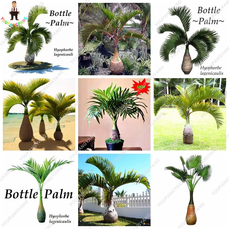 50pcs Bamboo Palm plants Exotic Lady Palm Indoor Plants Rhapis Excelsa DIY Home Garden Tree plants Air Purification Bonsai plant
50pcs Bamboo Palm plants Exotic Lady Palm Indoor Plants Rhapis Excelsa DIY Home Garden Tree plants Air Purification Bonsai plant
