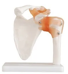Natural big model human model shoulder joint model human skeleton model of the shoulder joint
Natural big model human model shoulder joint model human skeleton model of the shoulder joint