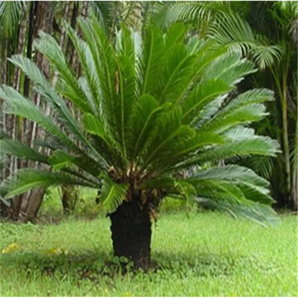 10 Pcs Mini Blue Sago Cycas Bonsai Revoluta Indoor Bonsai Tree Sementes Potted Evergreen Diy Plant For Garden Decoration
10 Pcs Mini Blue Sago Cycas Bonsai Revoluta Indoor Bonsai Tree Sementes Potted Evergreen Diy Plant For Garden Decoration