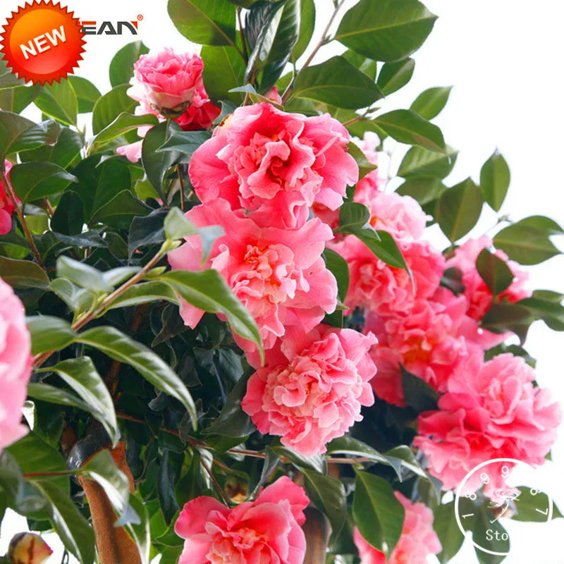 Best-Selling!Camellia Plantas Potted Plants Garden Flowers Camellia Bonsai Tree Flores 24 Colors,100 Pcs/Lot,#K9RDLQ
Best-Selling!Camellia Plantas Potted Plants Garden Flowers Camellia Bonsai Tree Flores 24 Colors,100 Pcs/Lot,#K9RDLQ