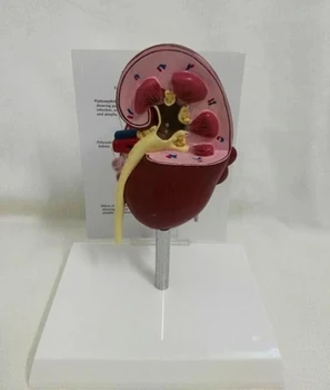 Anatomical Model of Pathological and Healthy Kidney In Dogs Veterinary Medicine Teaching AIDS English Instruction Manual
Anatomical Model of Pathological and Healthy Kidney In Dogs Veterinary Medicine Teaching AIDS English Instruction Manual