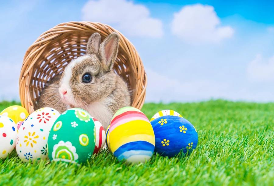 Laeacco Easter Photography Backdrops Egg Rabbit Grassland Portrait Scene Baby Children Photographic Background For Photo Studio
Laeacco Easter Photography Backdrops Egg Rabbit Grassland Portrait Scene Baby Children Photographic Background For Photo Studio