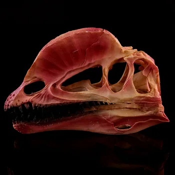Dilophosaurus Ryrannosaurus Resin Dinosaur Skull Model Collection High-precision Dinosaur Skull Crafts Antique Imitation Decor
Dilophosaurus Ryrannosaurus Resin Dinosaur Skull Model Collection High-precision Dinosaur Skull Crafts Antique Imitation Decor