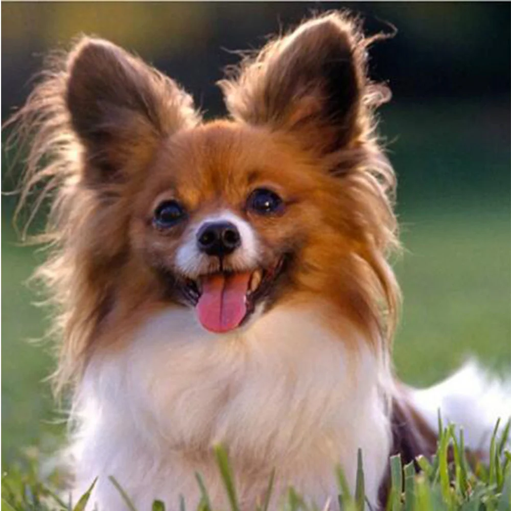 5d diamond drill Diy picture Mosaic animal cross stitch diamond crystal mosaic diamond embroidery dog mural home decoration M300
5d diamond drill Diy picture Mosaic animal cross stitch diamond crystal mosaic diamond embroidery dog mural home decoration M300