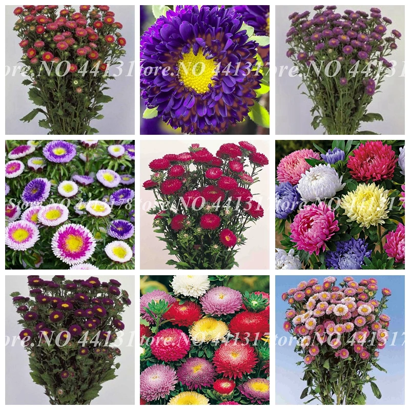 1000 Pcs Imported Bonsai Aster Flower Plant Rare Perennial Flower Indoor Potted Chrysanthemum Flore Plants For Family Garden
1000 Pcs Imported Bonsai Aster Flower Plant Rare Perennial Flower Indoor Potted Chrysanthemum Flore Plants For Family Garden