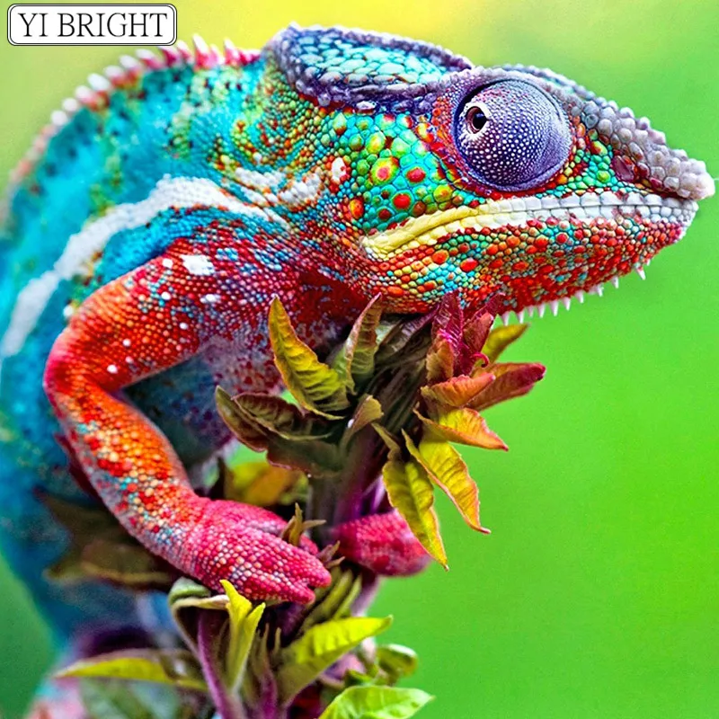 5D DIY Full Square Diamond Painting Cross Stitch chameleon 3D Diamond Embroidery Rhinestone Mosaic Home Decor
5D DIY Full Square Diamond Painting Cross Stitch chameleon 3D Diamond Embroidery Rhinestone Mosaic Home Decor