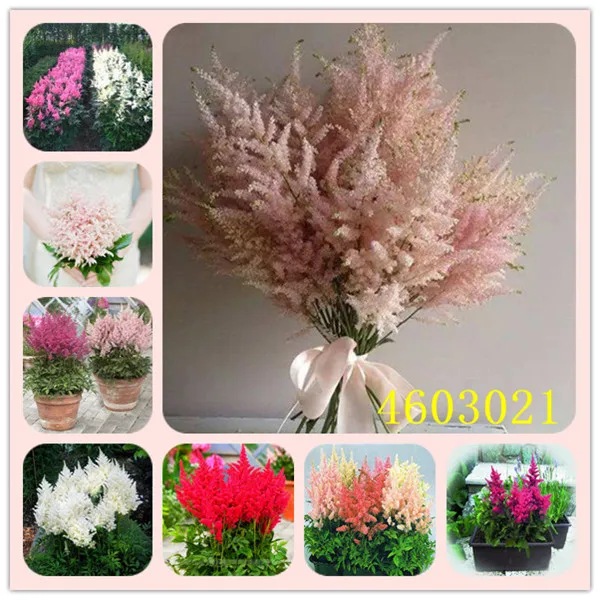 Sale!100 Pcs/pack astilbe plant exotic beautiful potted flower flores,bonsai plantas for home garden/astilbe bonsa
Sale!100 Pcs/pack astilbe plant exotic beautiful potted flower flores,bonsai plantas for home garden/astilbe bonsa