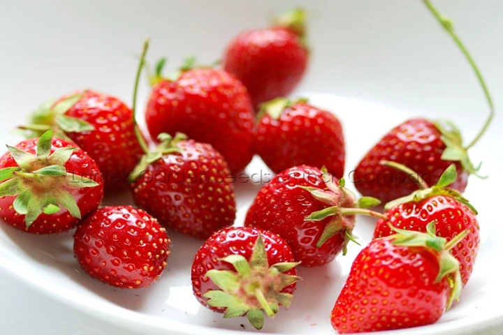 1 Professional Pack, 500 seeds / pack, Fragaria Garden Strawberry, Roman F1 Dark Red Strawberry Seeds