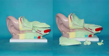 Inner Ear Anatomy Human Ear Anatomical Anatomy Model Organ Anatomical Model Medical Human Specimen Model Medical Teaching Models
Inner Ear Anatomy Human Ear Anatomical Anatomy Model Organ Anatomical Model Medical Human Specimen Model Medical Teaching Models
