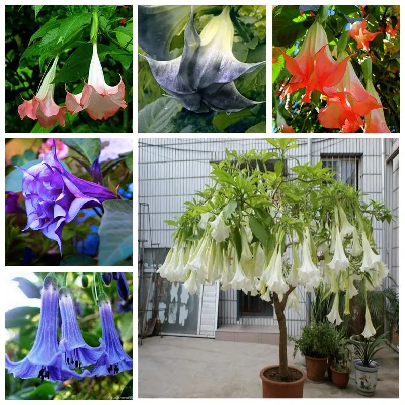 Бругмансия Цветок Фото И Описание Уход – Telegraph