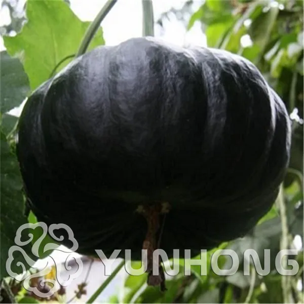 Rare Black Pumpkin bonsai 20pcs Vegetable Bonsai Fruit plant Happy Farm for Home & Garden Plant Exotic Interested Free shipping
Rare Black Pumpkin bonsai 20pcs Vegetable Bonsai Fruit plant Happy Farm for Home & Garden Plant Exotic Interested Free shipping