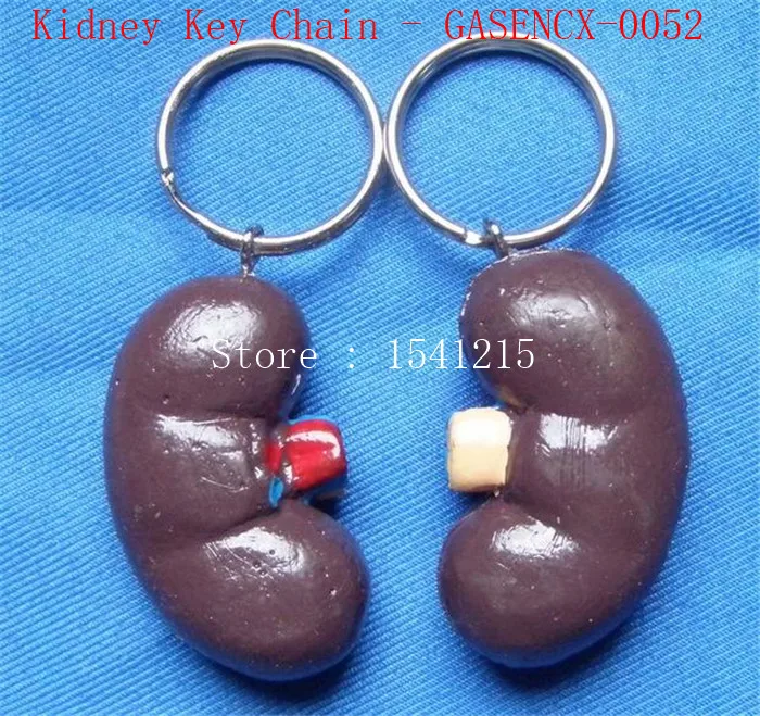 Stomach model Teaching medical human body specimen model Human viscera model Medical teaching mKidney Key Chain - GASENCX-0052
Stomach model Teaching medical human body specimen model Human viscera model Medical teaching mKidney Key Chain - GASENCX-0052