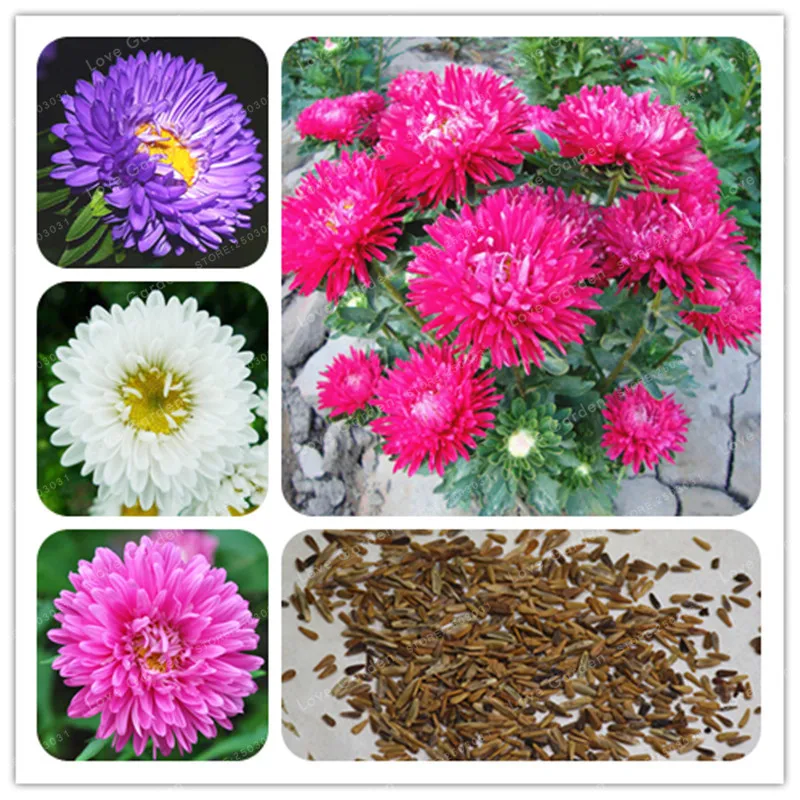 50 pcs/Bag Rare Callistephus Chinensis Bonsai Balcony Potted Bonsai Bonsai Aster Bonsai For Home Garden Decoration
50 pcs/Bag Rare Callistephus Chinensis Bonsai Balcony Potted Bonsai Bonsai Aster Bonsai For Home Garden Decoration