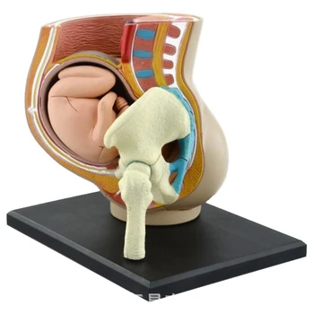 3d women pregnancy uterine fetal anatomy assembled model human body medical teaching aids
3d women pregnancy uterine fetal anatomy assembled model human body medical teaching aids