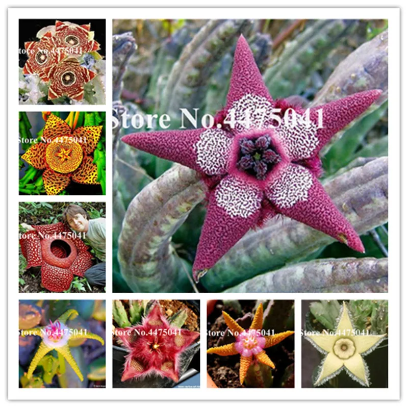 120 Pcs Stapelia Pulchella Bonsai Indoor Lithops Mix Succulents Raw Stone Cactus Flower Plants Rare Shape For Home Garden
120 Pcs Stapelia Pulchella Bonsai Indoor Lithops Mix Succulents Raw Stone Cactus Flower Plants Rare Shape For Home Garden