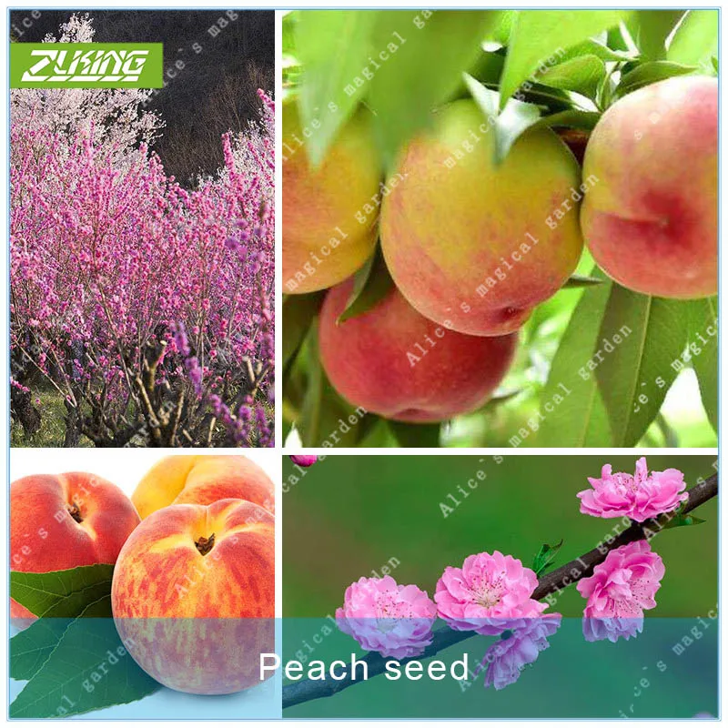 ZLKING 2pcs Peach Fruit Bonsai Plant Dwarf Fruit Tree Exotic Plant Species Popular Perennial Plants Home Garden
ZLKING 2pcs Peach Fruit Bonsai Plant Dwarf Fruit Tree Exotic Plant Species Popular Perennial Plants Home Garden