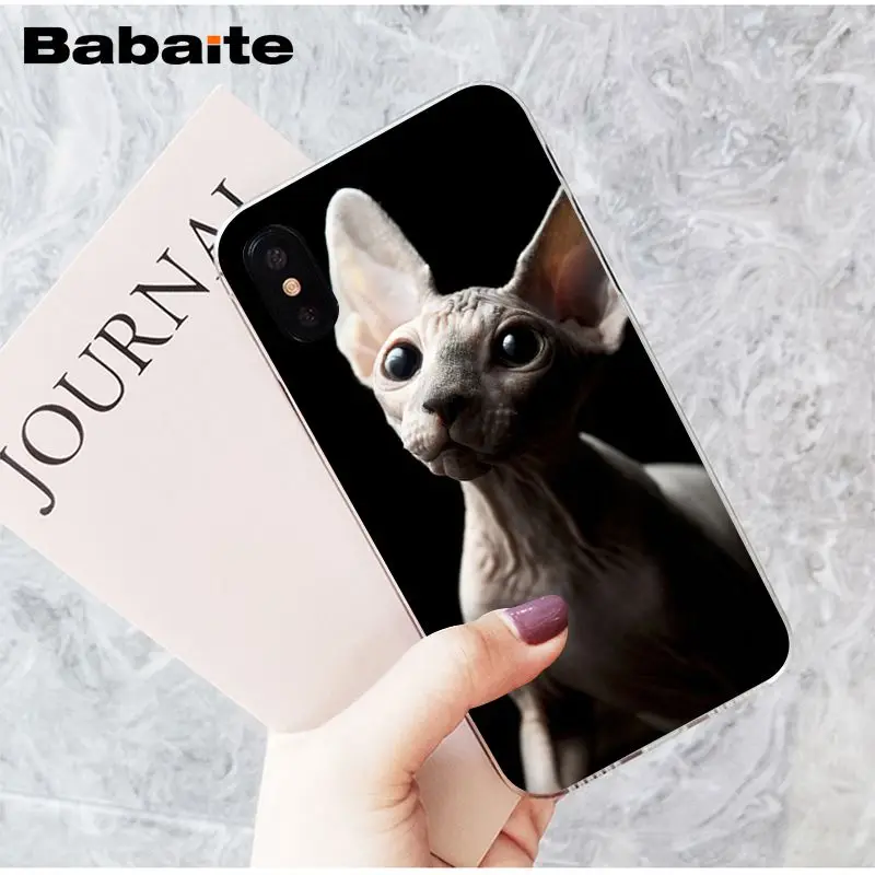 sphynx cat