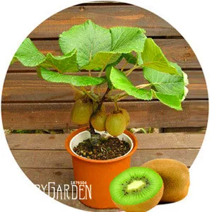 Promotion!Kiwi Fruit garden Potted Plants Mini Tree Rich Beautiful Bonsai fruit trees Kiwi flores,100 PCS/Bag,#O27HV8
Promotion!Kiwi Fruit garden Potted Plants Mini Tree Rich Beautiful Bonsai fruit trees Kiwi flores,100 PCS/Bag,#O27HV8