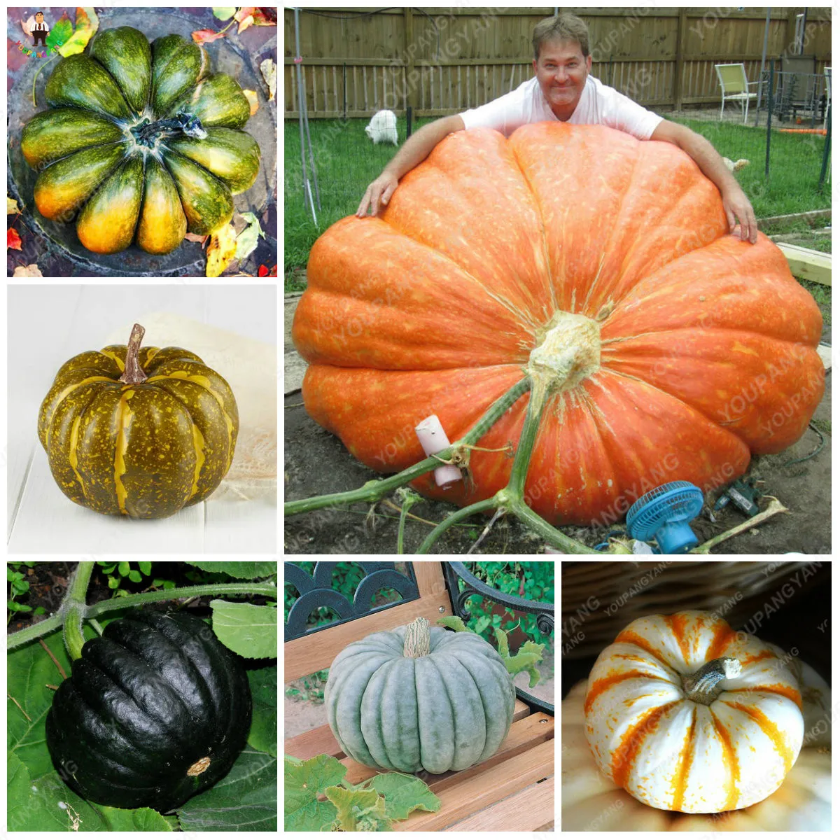 10Pcs Giant Pumpkin Bonsai Plants Outdoor Pumpkin Organic Vegetables Nutrient-Rich Food Edible Plants For Home Garden decoration
10Pcs Giant Pumpkin Bonsai Plants Outdoor Pumpkin Organic Vegetables Nutrient-Rich Food Edible Plants For Home Garden decoration