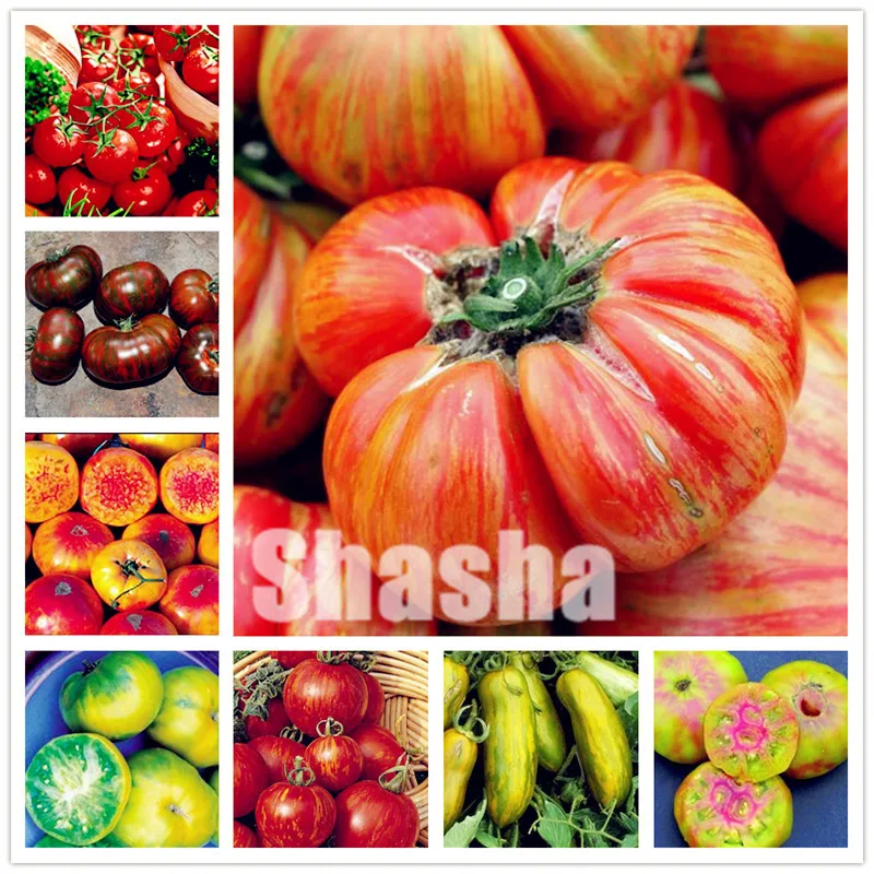 200 Pcs Sweet Tomato Bonsai Non-Gmo Heirloom Fruit Vegetable Natural Growth,Balcony Yard Bonsai Plant Can Edible Anti-Aging
200 Pcs Sweet Tomato Bonsai Non-Gmo Heirloom Fruit Vegetable Natural Growth,Balcony Yard Bonsai Plant Can Edible Anti-Aging