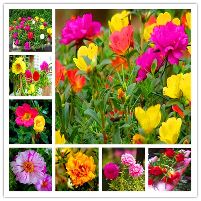 200 Pcs Portulaca Grandiflora bonsai Mixed Color Moss-Rose Purslane Double Flower plant For Planting Heat Tolerant Easy Growing
200 Pcs Portulaca Grandiflora bonsai Mixed Color Moss-Rose Purslane Double Flower plant For Planting Heat Tolerant Easy Growing