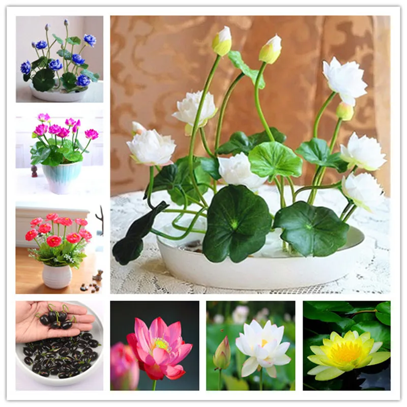 5 pcs/bag bonsai flower lotus flower for summer 100% real Bowl lotus pots Bonsai garden plants
5 pcs/bag bonsai flower lotus flower for summer 100% real Bowl lotus pots Bonsai garden plants