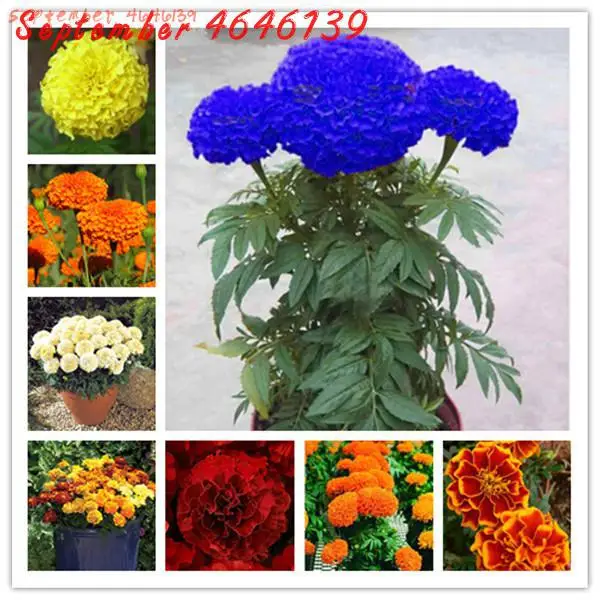 New Arrival!100PCS African Marigold French Marigold Herbs Tagetes Flower Bonsai Tagetes Flower Survival rates chrysanthemum
New Arrival!100PCS African Marigold French Marigold Herbs Tagetes Flower Bonsai Tagetes Flower Survival rates chrysanthemum