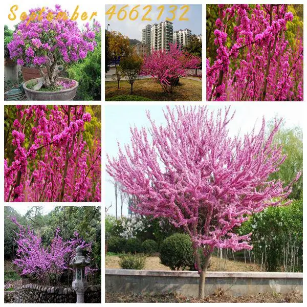 30 Pcs/Bag Bauhinia Bonsai Cercis Chinensis Bonsai Flower Bonsai Chinese Redbud Tree Nature Potted Plants For Home Garden
30 Pcs/Bag Bauhinia Bonsai Cercis Chinensis Bonsai Flower Bonsai Chinese Redbud Tree Nature Potted Plants For Home Garden
