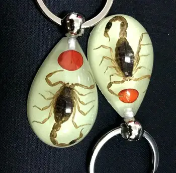 free shipping yqtdmy 12 pcs Embedded taxidermy Red Bean Real scorpion Specimens Luminous Keychain
free shipping yqtdmy 12 pcs Embedded taxidermy Red Bean Real scorpion Specimens Luminous Keychain