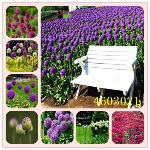 100 /pack Purple Giant Allium Giganteum Beautiful Flower Seeds Garden Plant Each is carefully selected Survival rate over 95%
100 /pack Purple Giant Allium Giganteum Beautiful Flower Seeds Garden Plant Each is carefully selected Survival rate over 95%