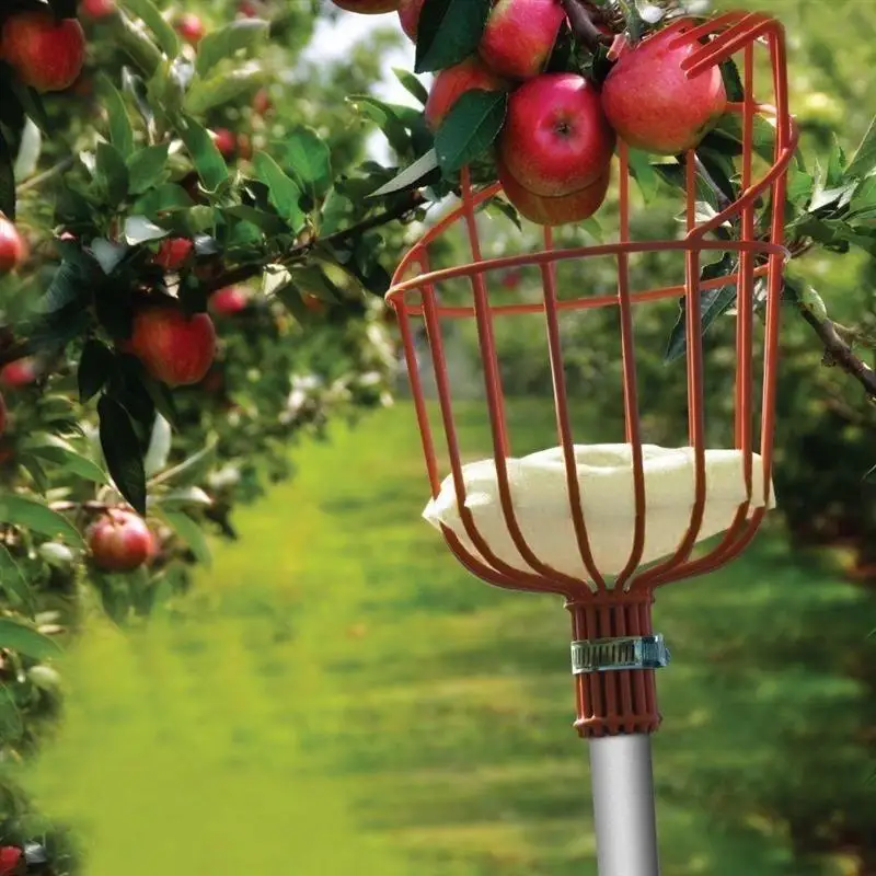 Fruit Picker Basket Fresh Orange Apple Plum Pear Peach for Broom Pole Stick (Red)
Fruit Picker Basket Fresh Orange Apple Plum Pear Peach for Broom Pole Stick (Red)