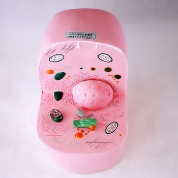 4D Animal Cell Anatomical Skeleton Model Dimensional Toy Anatomical Model Medical Science Education Equipment Biological Supply
4D Animal Cell Anatomical Skeleton Model Dimensional Toy Anatomical Model Medical Science Education Equipment Biological Supply