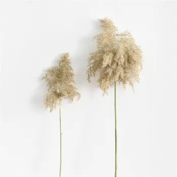 5 Pcs Dried plants raw color chinese reed pampas grass natural phragmites communis flower bunch
5 Pcs Dried plants raw color chinese reed pampas grass natural phragmites communis flower bunch