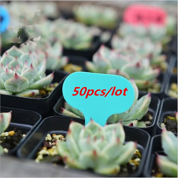 50Pcs T-type Plastic Nursery Tray Garden Plant Label Thick Tags Mark Garden Pots Planters Plant Labels Plant Tag Label
50Pcs T-type Plastic Nursery Tray Garden Plant Label Thick Tags Mark Garden Pots Planters Plant Labels Plant Tag Label