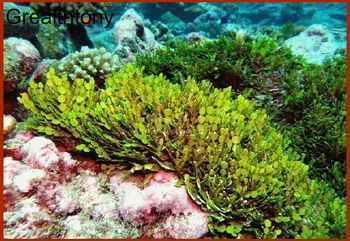 Free shipping Seaweed polysaccharide extract concentrated powder extract powder more than 30% manufacturers selling 200g
Free shipping Seaweed polysaccharide extract concentrated powder extract powder more than 30% manufacturers selling 200g