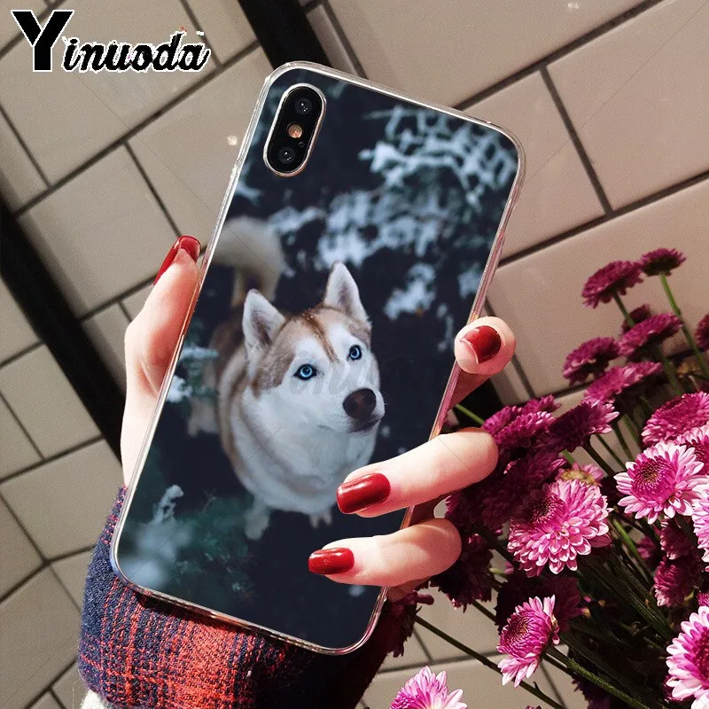 Animal Husky cute Puppy Dog