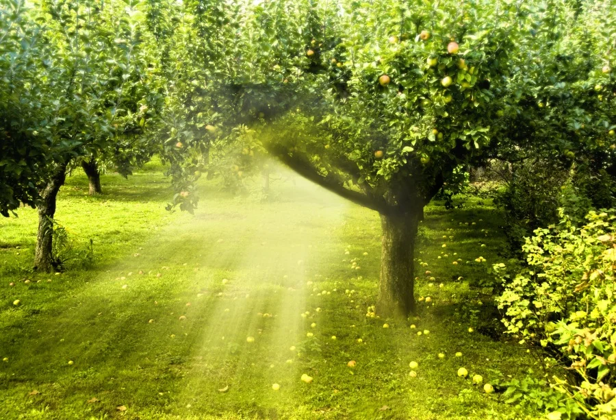 Laeacco Fruit Forest Gradient Bright Beam Scenic Photography Backgrounds Customized Photographic Backdrops For Photo Studio
Laeacco Fruit Forest Gradient Bright Beam Scenic Photography Backgrounds Customized Photographic Backdrops For Photo Studio