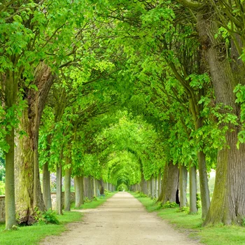 Green Spring Old Trees Way Grass Baby Party Portrait Scneic Photo Backdrops Photography Backgrounds Photocall Photo Studio
Green Spring Old Trees Way Grass Baby Party Portrait Scneic Photo Backdrops Photography Backgrounds Photocall Photo Studio