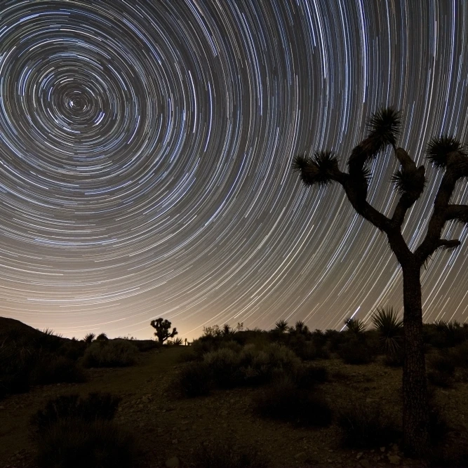 Star trails and Joshua trees in Joshua Tree National Park California Poster Print (34 x 22)